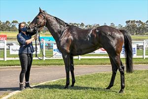 Shifty Shamus & Tahnee, Hamilton 10 Nov 2020